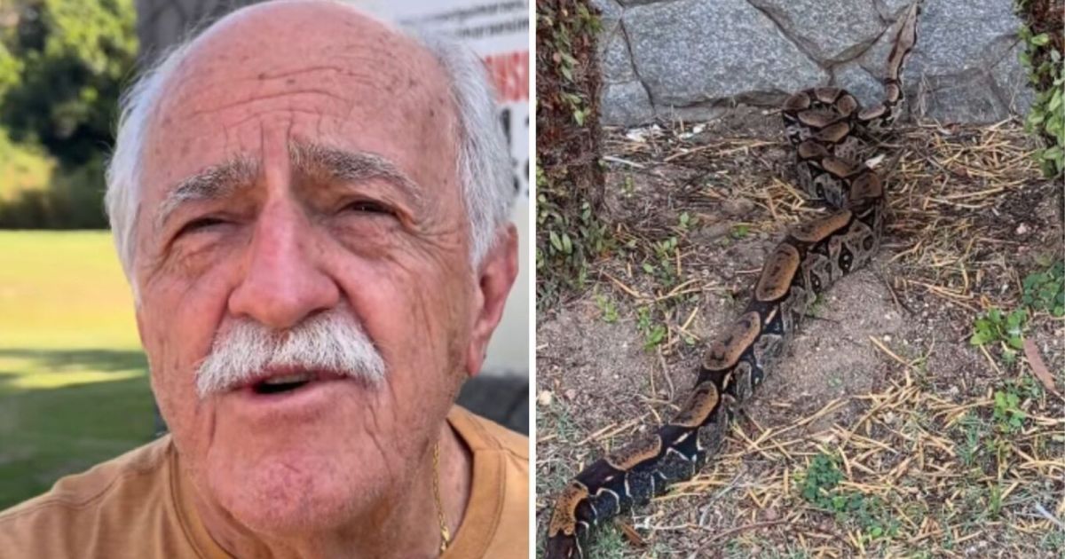 Ary Fontoura encontra jiboia em sua casa no Rio: “Visita inesperada”
