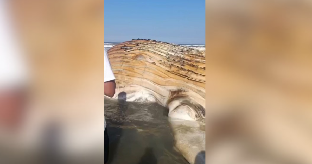 Baleia é encontrada morta na faixa de areia em praia de SP