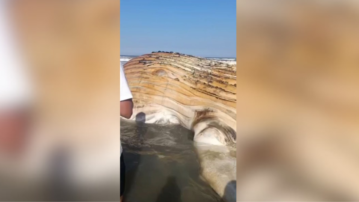 Baleia salta no Leblon e deixa turistas de boca aberta em show da natureza