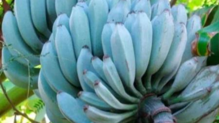 Banana blue java com casca azul-prateada e polpa cremosa