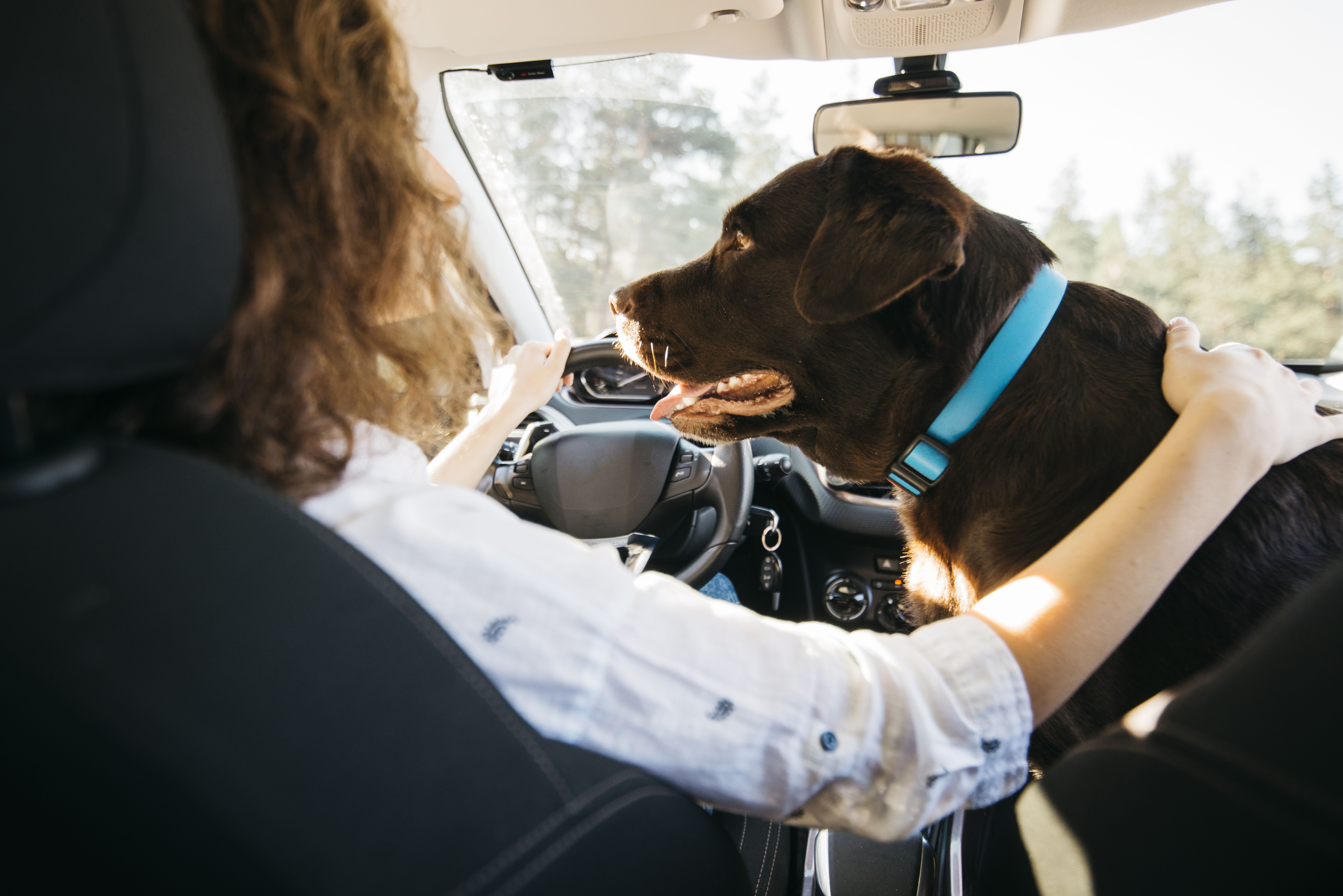 pet-cachorro-carro-viagem-seguranca
