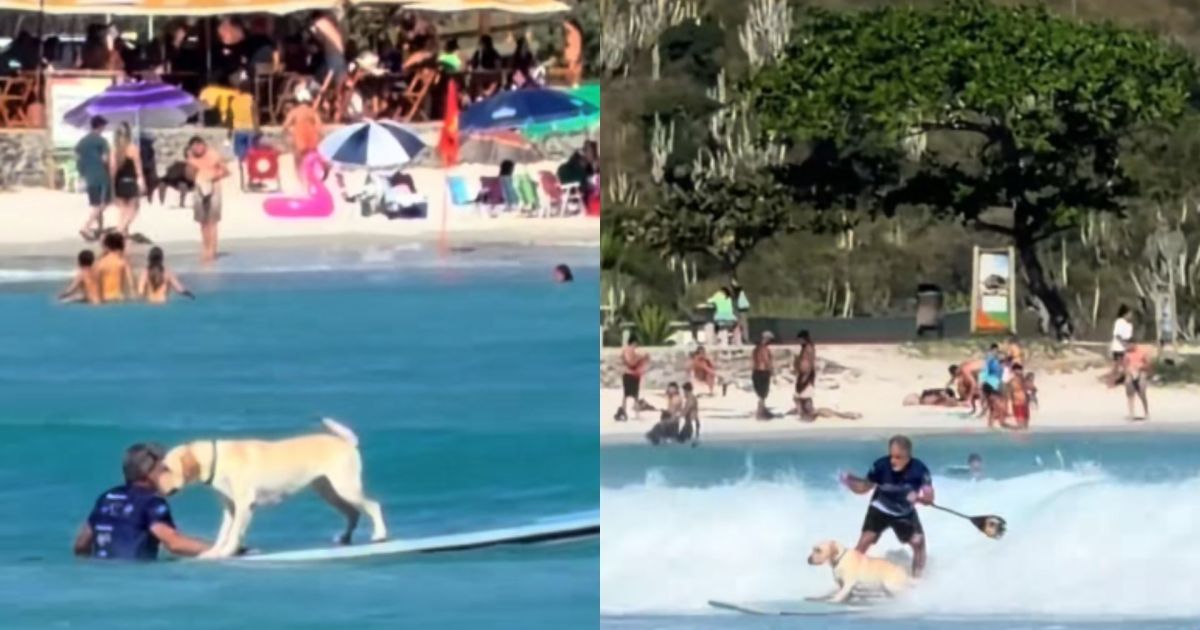 Cachorro surfista é visto pegando onda com tutor em praia no Rio de Janeiro