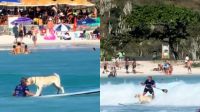 Cachorro surfista é visto pegando onda com tutor em praia no Rio de Janeiro