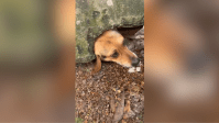 Cachorro fica com a cabeça entalada em muro ao tentar alcançar pudim na rua