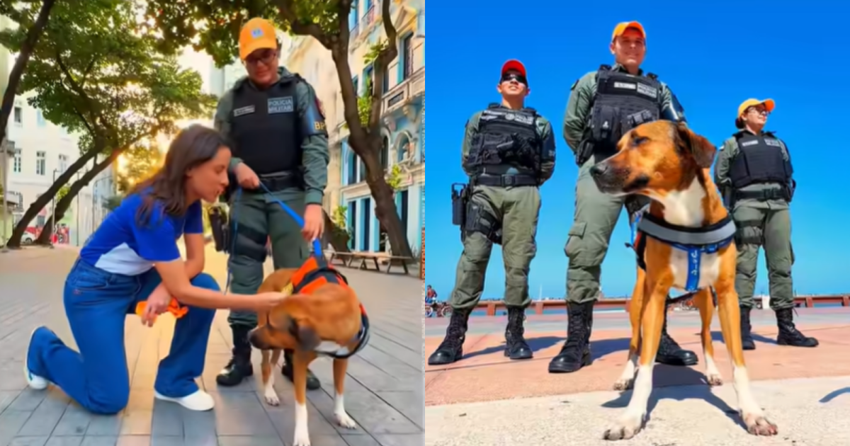 Cachorro vira-lata caramelo usando colete laranja da Polícia Militar no Recife