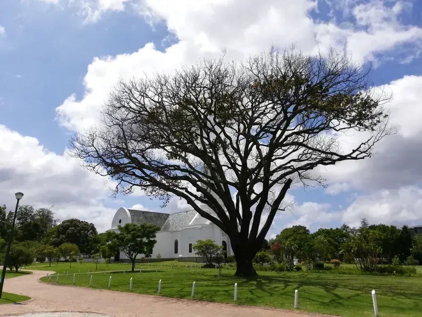 Um velho carvalho vigiou a Moederkerk, que significa Igreja Mãe em africâner, durante séculos... • François Roets