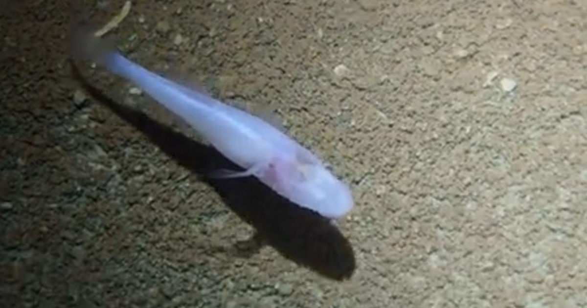 Peixe Demonio Sem Olhos Pode Estar Entre Os Mais Raros Do Mundo