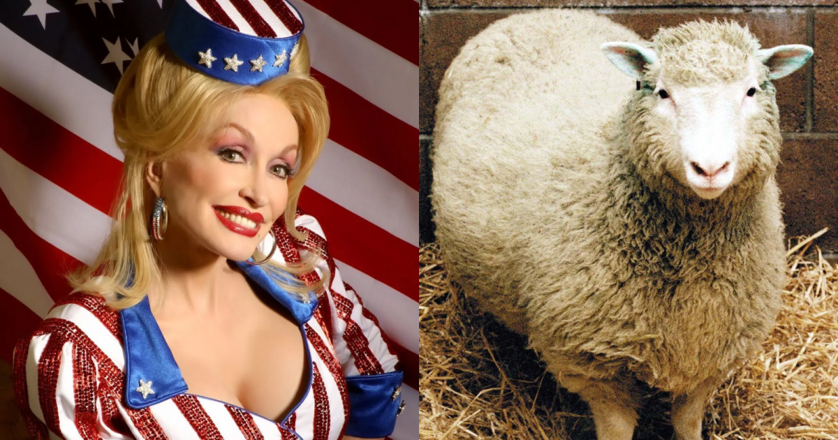 Dolly Parton inspirou o nome de ovelha Dolly em clonagem; entenda