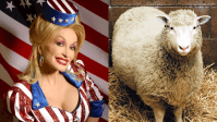 Dolly Parton inspirou o nome de ovelha Dolly em clonagem; entenda
