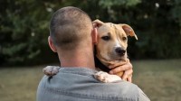 Antes de levar um cachorro para casa: quais são perguntas que você deve se fazer para não se arrepender? Entenda