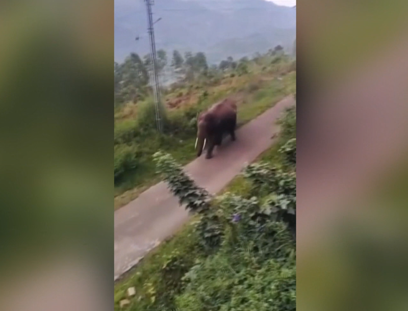 elefante_india.jpeg