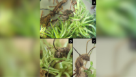 Fungo que transforma formigas em "zumbis" é detectado em musgos
