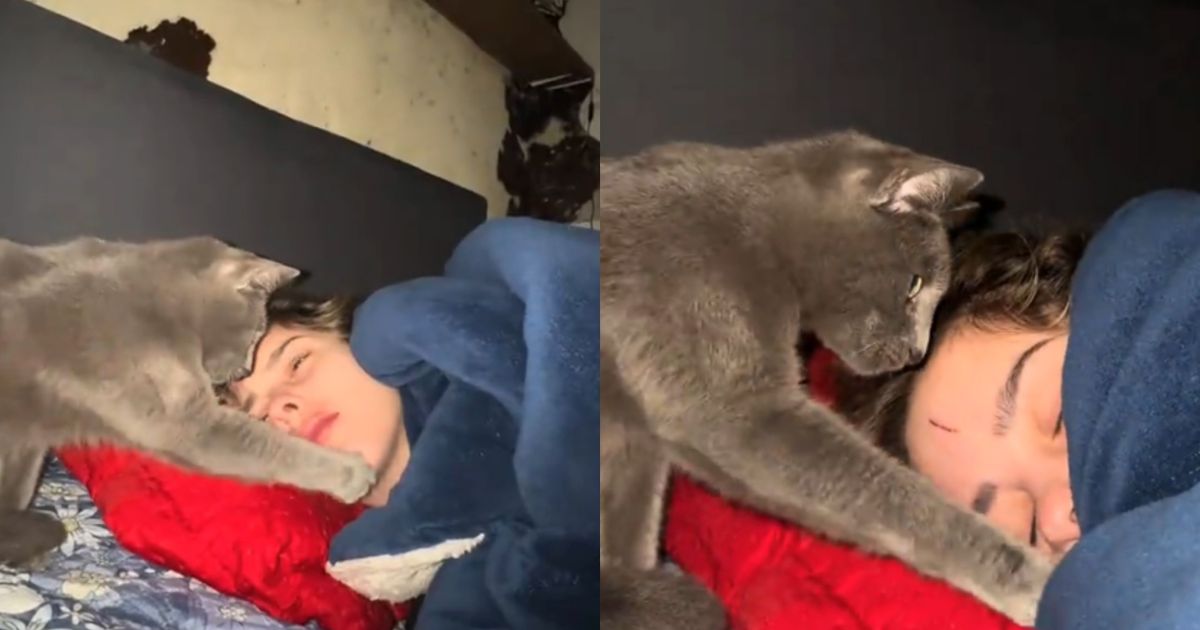 Gato Valentim dando patadinhas para entrar debaixo da coberta