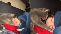 Gato pede licença para entrar debaixo da coberta da dona com "patadinhas"; veja vídeo