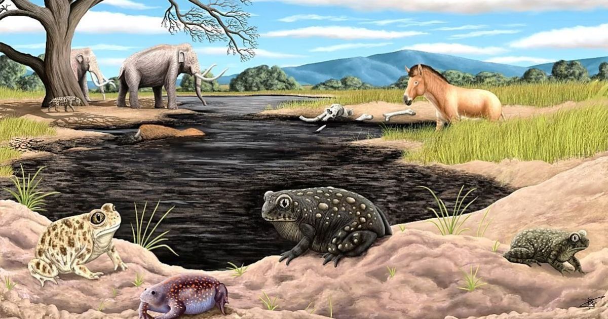 Extinct Ice Age Toad Spea Labreae Found in Los Angeles