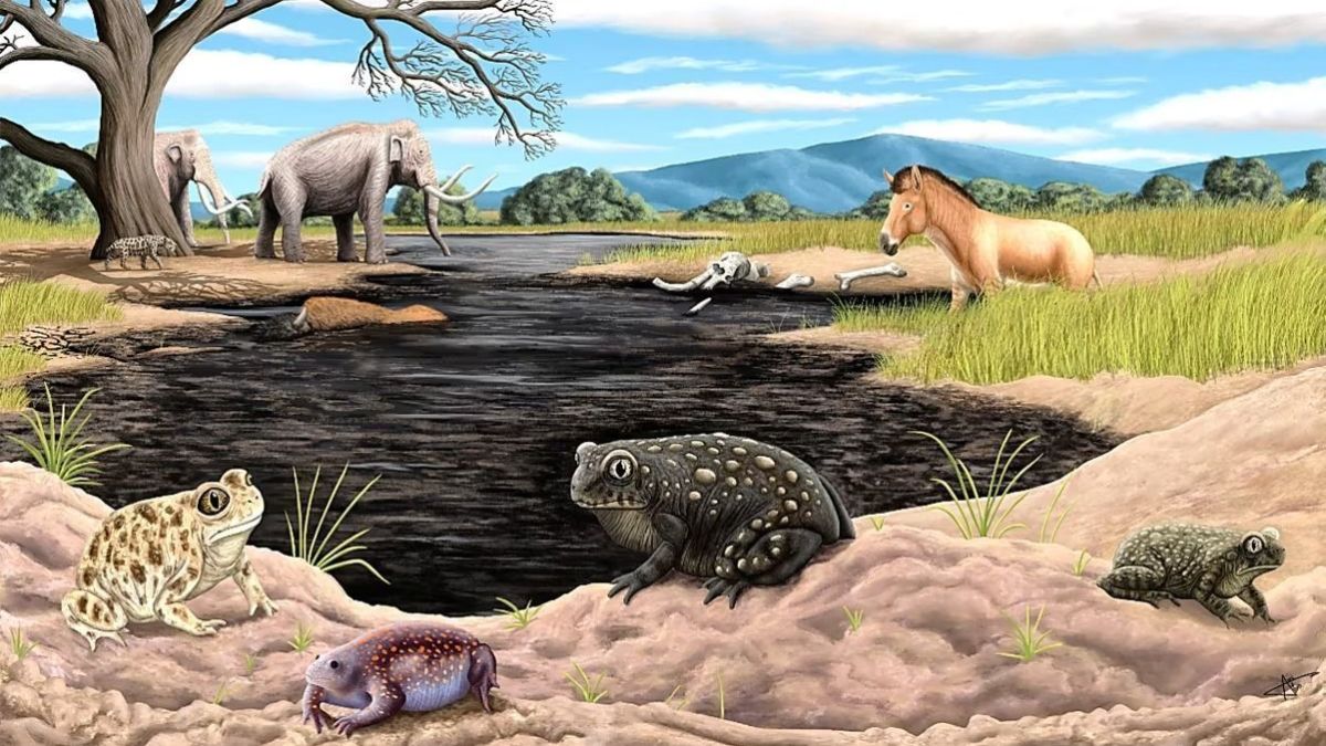 Achado Historico Sapo Extinto Da Era Glacial E Descoberto Em Los Angeles