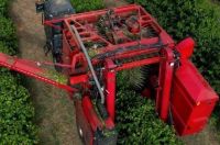 Colheita de café avança para 67,3% na área da Cooxupé