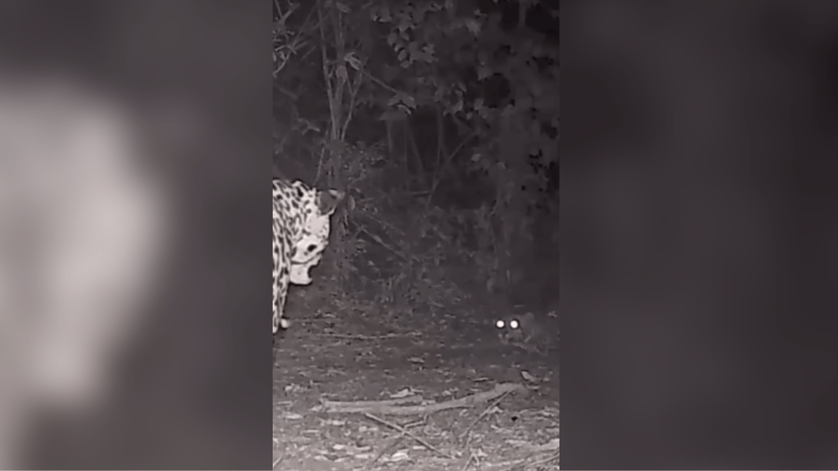 Onça-pintada é encontrada em SP após caminhar dezenas de km por rodovia
