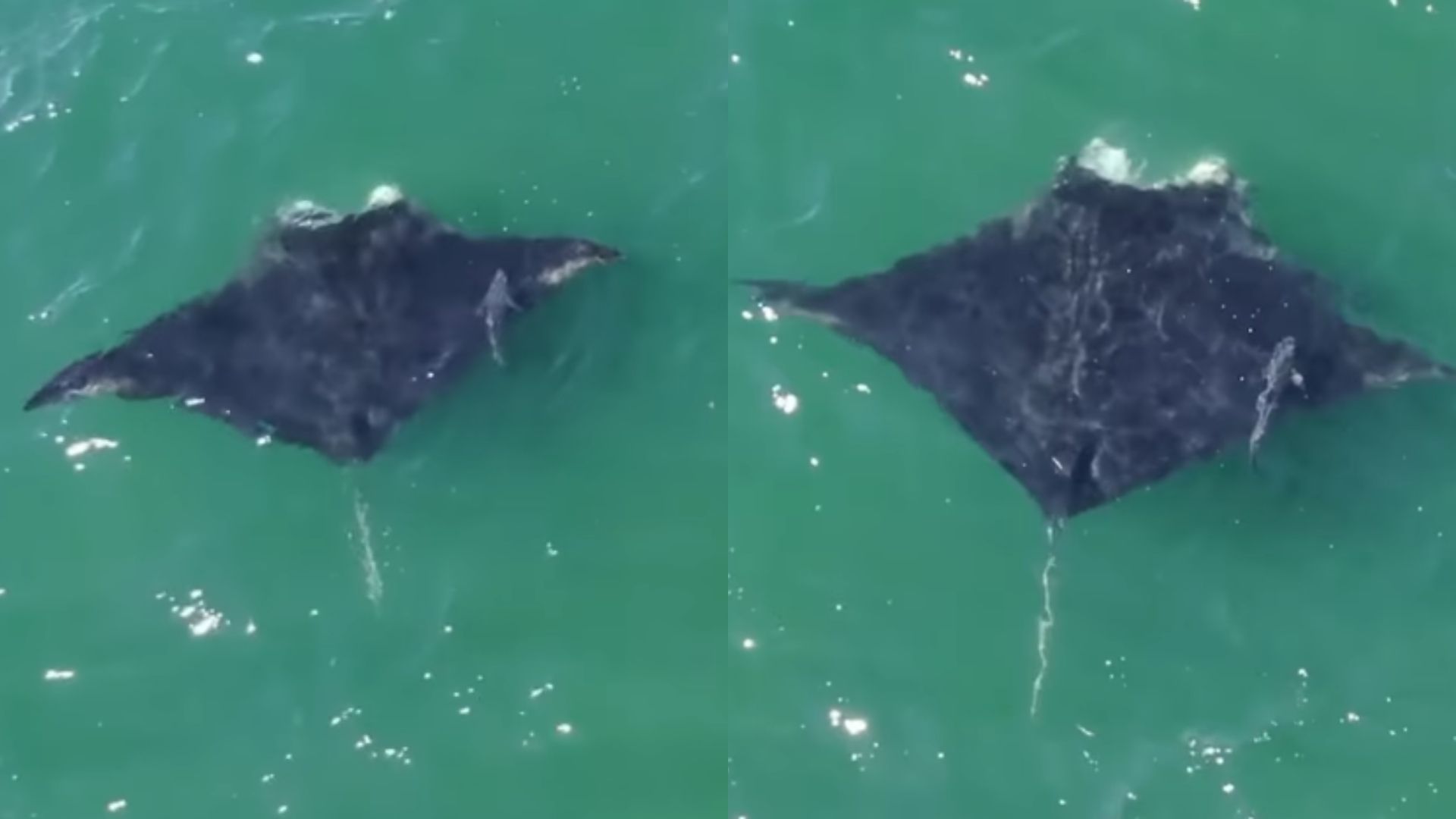 Peixe 'preguiçoso' é flagrado pegando carona com a maior espécie de raia do mundo