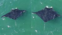 Peixe 'preguiçoso' é flagrado pegando carona com a maior espécie de raia do mundo