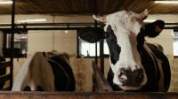 Fazendeiro registra cena inédita de vaca com cinco tetas; veja o vídeo e entenda anomalia que pode atingir bovinos