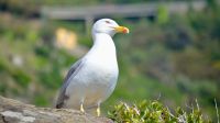 Conheça a gaivota com um emprego: ela recebe comida em troca de espantar outras aves em cidade na Inglaterra