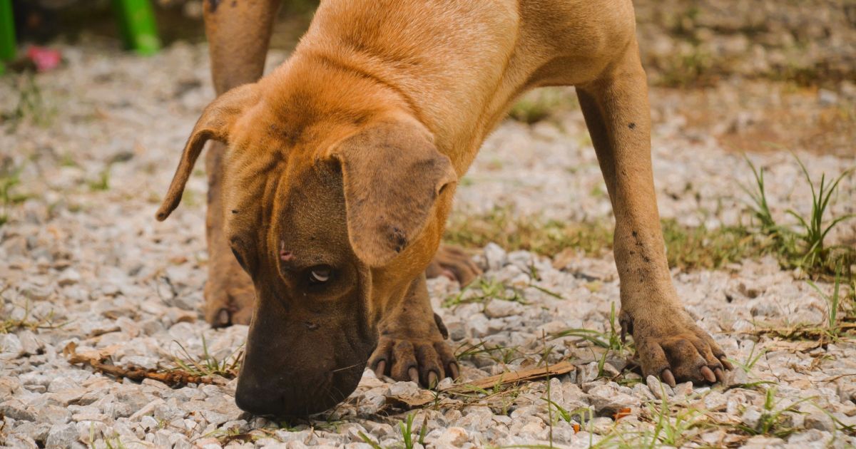 Como o olfato canino é tão aguçado? Confira os pontos mais importantes sobre o olfato nos cães e se surpreenda