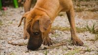 Como o olfato canino é tão aguçado? Confira os pontos mais importantes sobre o olfato nos cães e se surpreenda