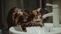 Por que os gatos preferem água da torneira ao invés do pote fresco; entenda os motivos e os riscos existentes para a saúde dos pets