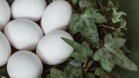 Ovos de diferentes aves ao redor do mundo e seus tamanhos, cores e curiosidades; veja fotos