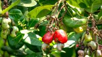 Fruta ou castanha? Descubra a classificação correta do caju e mais curiosidades desse alimento tão popular na rotina dos brasileiros
