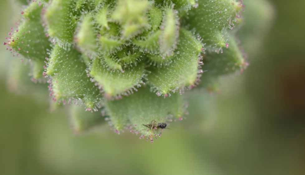 Cientistas identificam planta peluda carnívora e comprovam teoria de Darwin