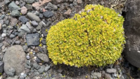 Única planta nativa da Antártica tem genoma mapeado e pode revelar mistério