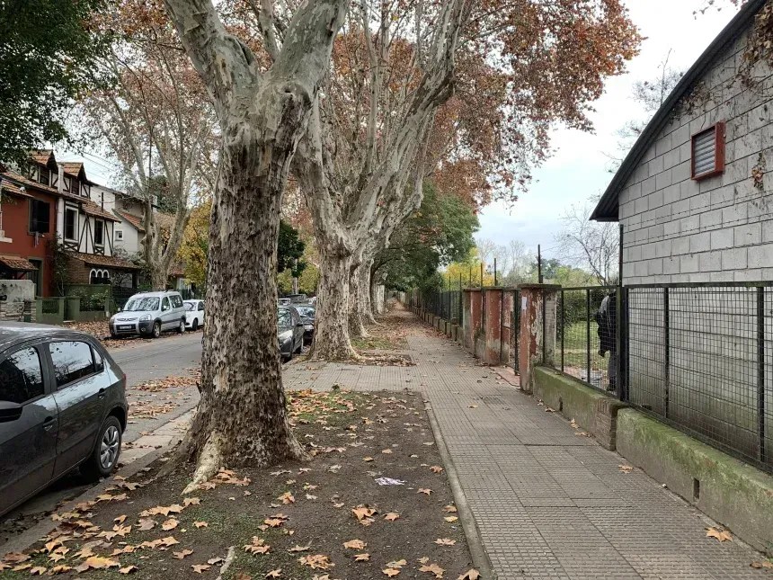 O besouro infestou plátanos nas ruas suburbanas da capital argentina, Buenos Aires. • E. Ceriani-Nakamurakare