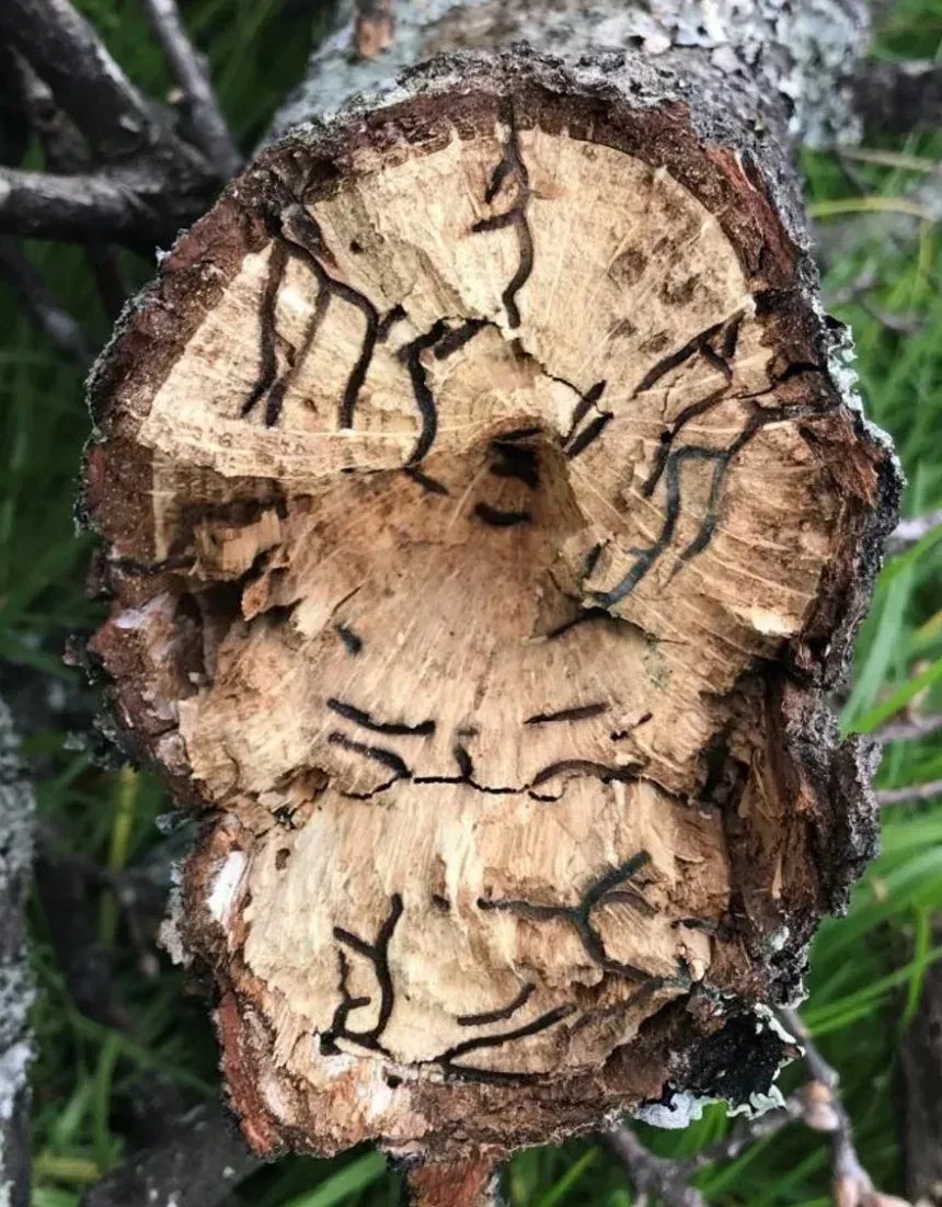 Árvores infestadas podem ter uma morte lenta. • ZW de Beer