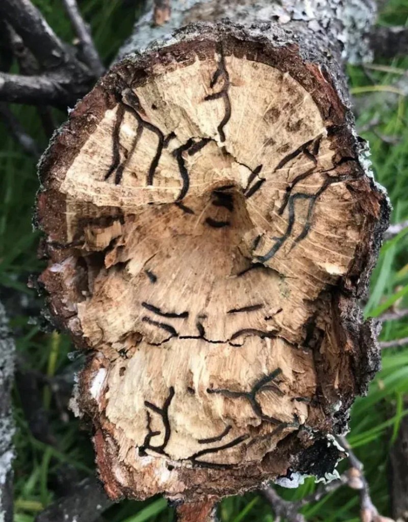 Árvores infestadas podem ter uma morte lenta. • ZW de Beer