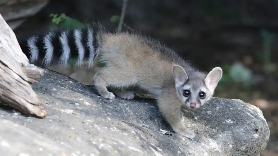 Pesquisadores documentam avistamentos de “guaxinim raro” nos EUA