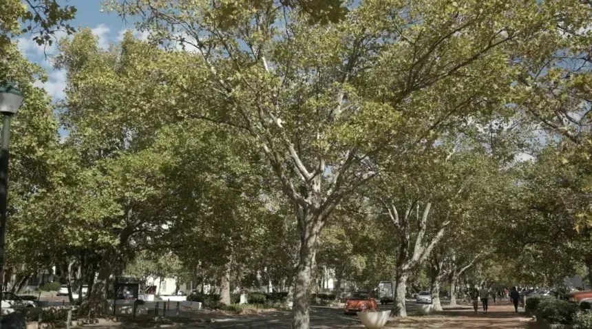 Roets teme que ruas inteiras de Stellenbosch percam seus famosos carvalhos. • Universidade de Stellenbosch