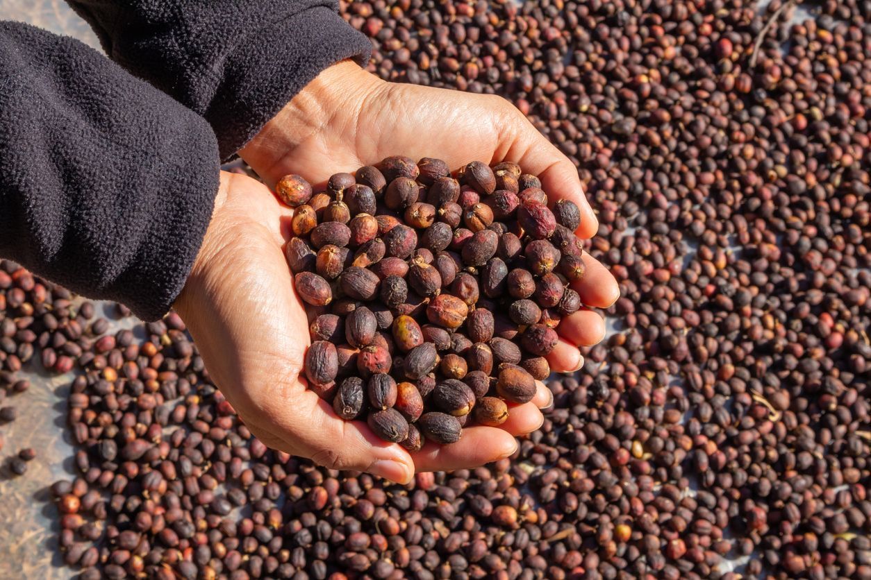 Imagem de destaque do post: Em projeto inédito, Espírito Santo testa gás natural na secagem de café