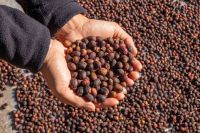 Em projeto inédito, Espírito Santo testa gás natural na secagem de café