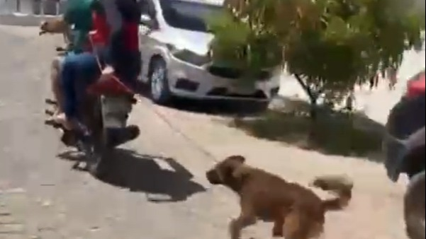 Cadela é encontrada em montanha de lixo flutuante no Rio Pinheiros