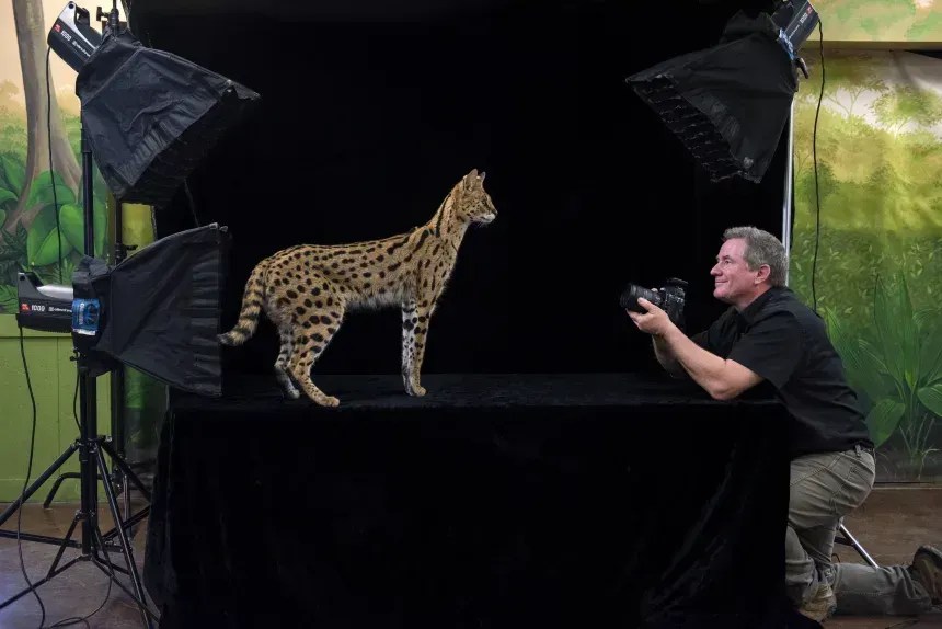 Joel Sartore fotografa Johnny, um serval, no Zool&oacute;gico Infantil de Lincoln, Nebraska &bull; Cole Sartore/National Geographic Photo Ark