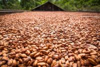 O que é basis? Entenda como o prêmio da soja influencia o preço ao produtor