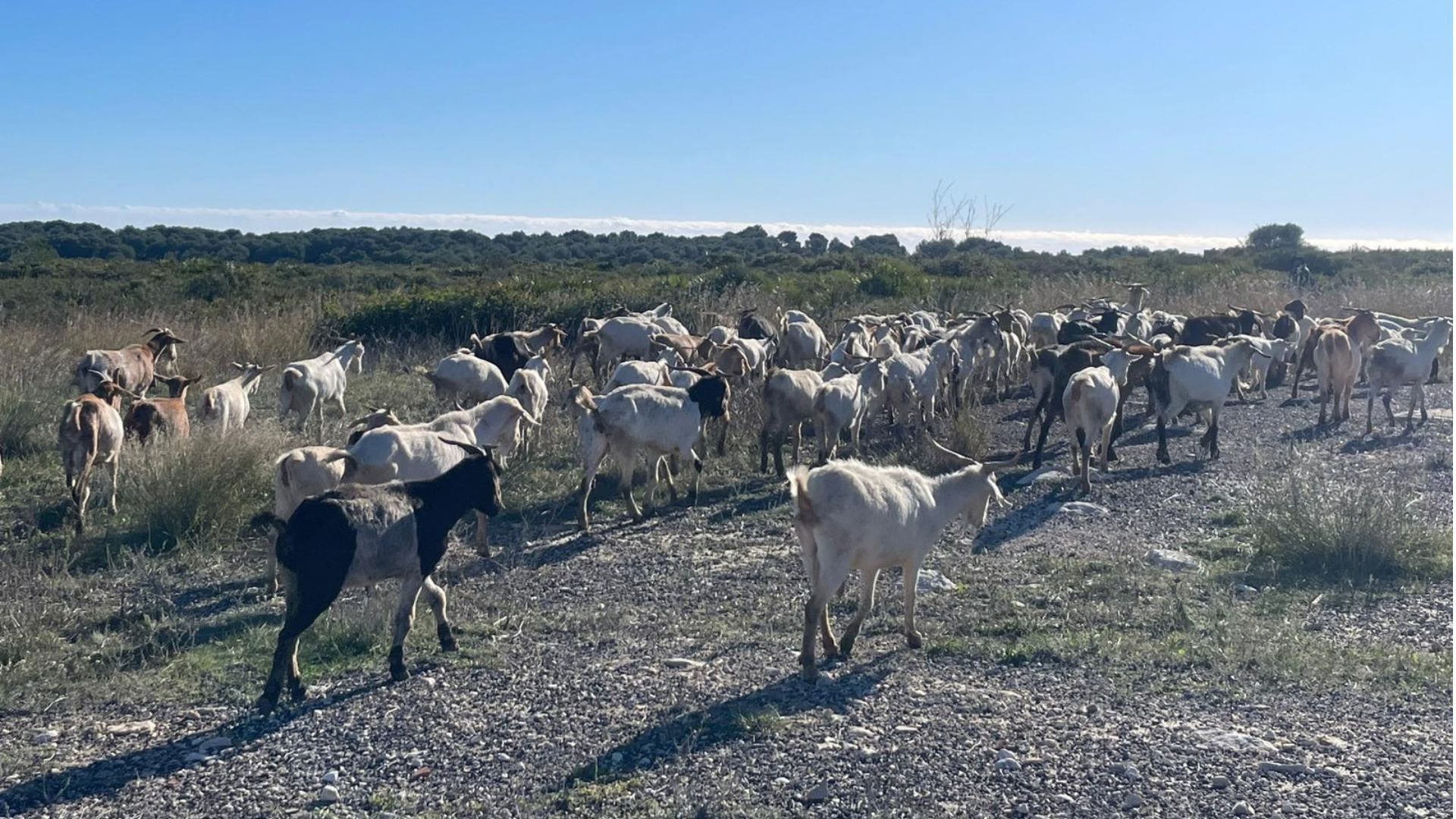 Cabras pastam em área próxima ao Parque Natural do Montgó, na Espanha, como parte de projeto de prevenção de incêndios florestais
