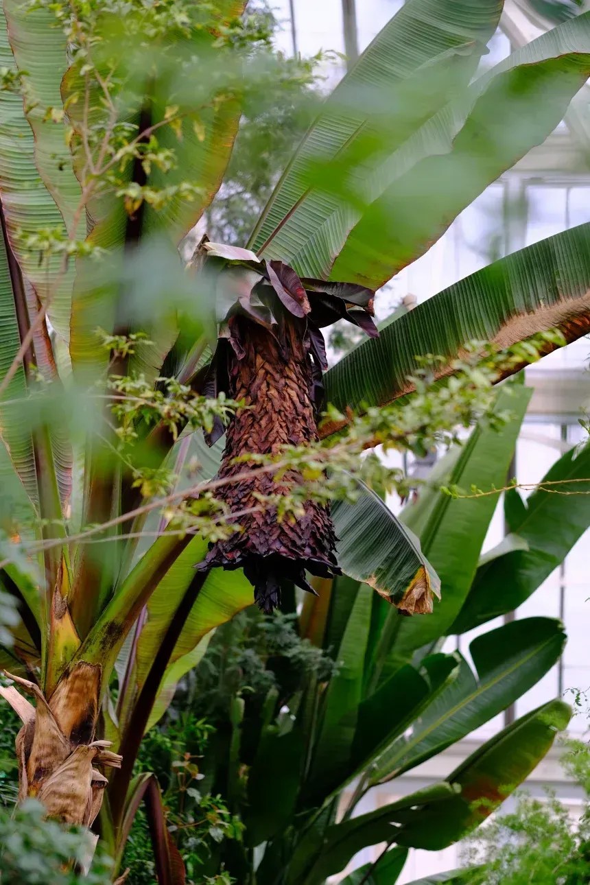 Há pouco apetite pelo fruto com sementes do ensete. • James Borrell/RBG Kew