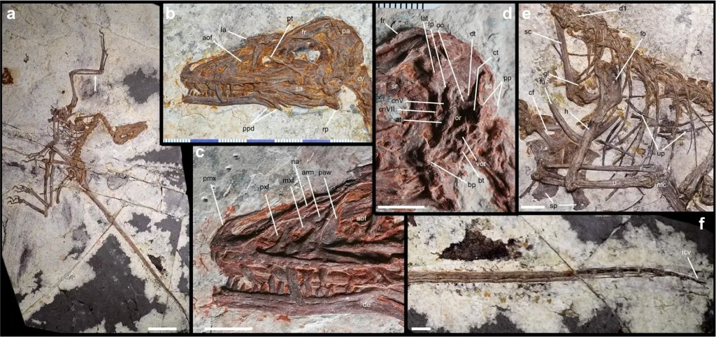 Figura do Norellraptor barsboldi • Nature Communications