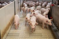 Brasil exporta mais de 1 milhão de toneladas de carne suína em agosto