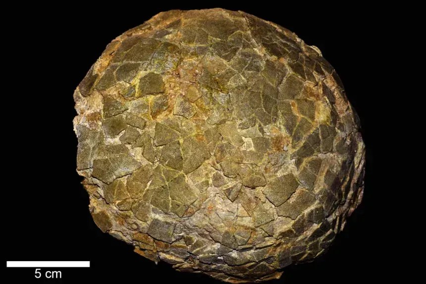 Os maiores dinossauros que já existiram eram capazes de se reproduzir em altas latitudes: agora, fragmentos de cascas de ovos foram descobertas