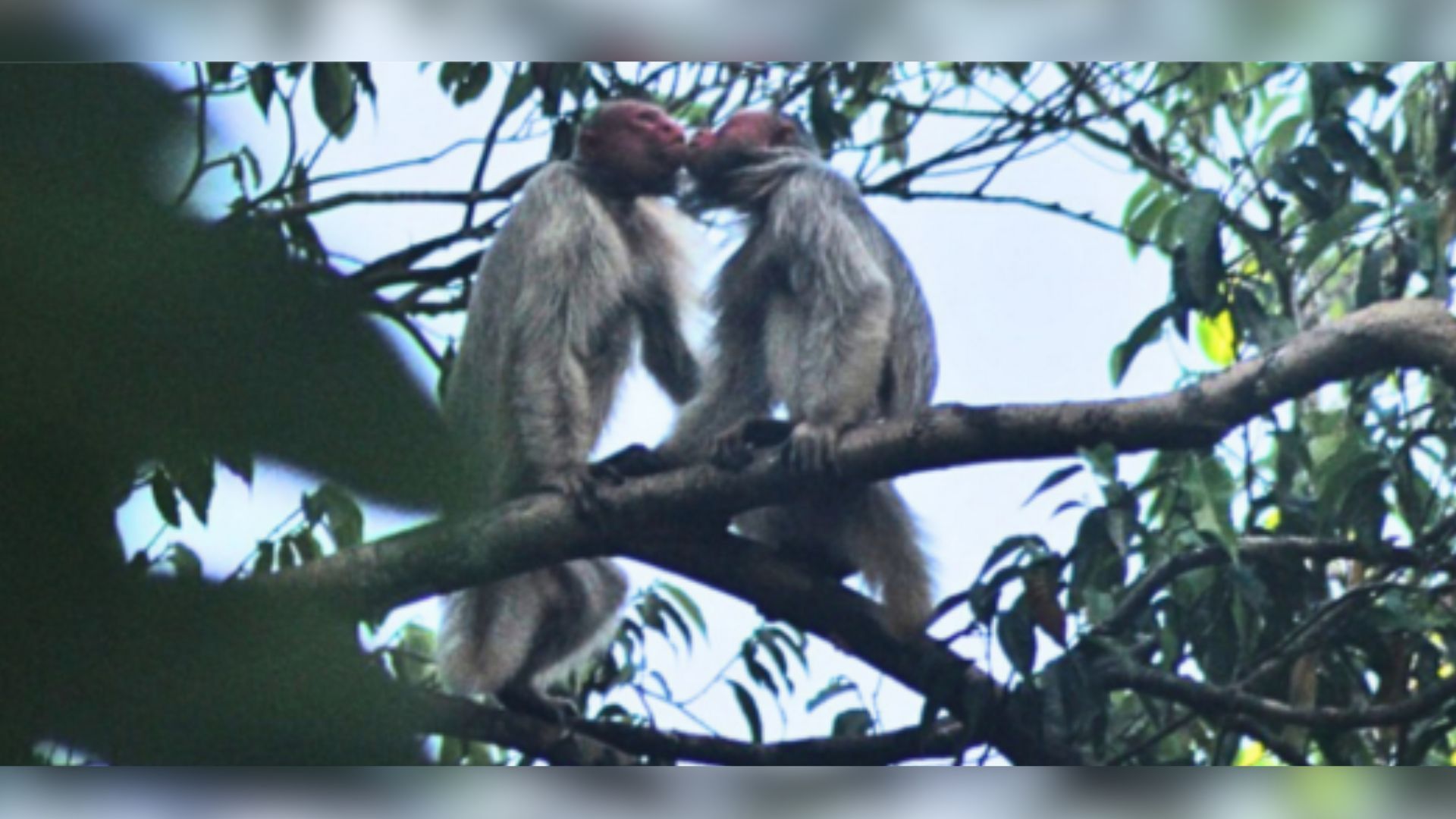 Casal de uacaris-brancos-de-cabeça-pelada se beijando foram observados por pesquisadores brasileiros. O estudo aponta que o contato facial pode ser uma das principais razões que fazem uma fêmea escolher um macho