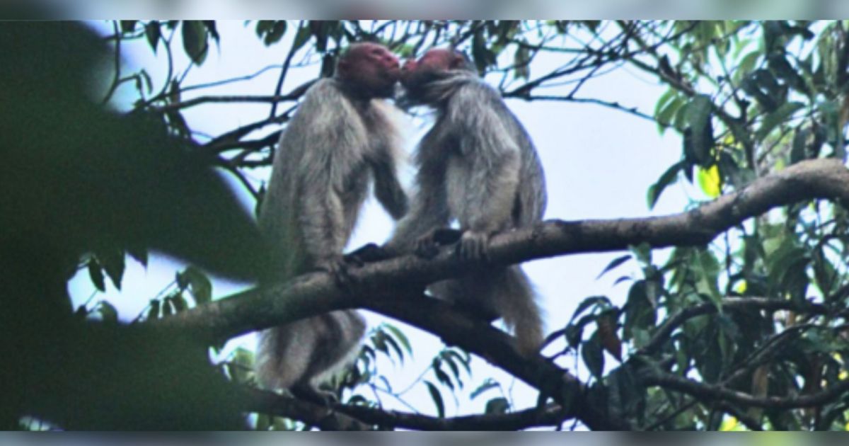 Cenas de um casal de macacos Uacari-branco-de-cabeça-pelada interagindo na floresta